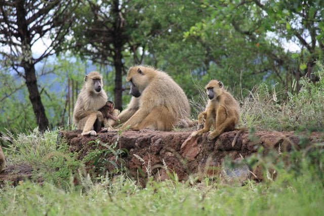 Baboons around the campsite and lodge